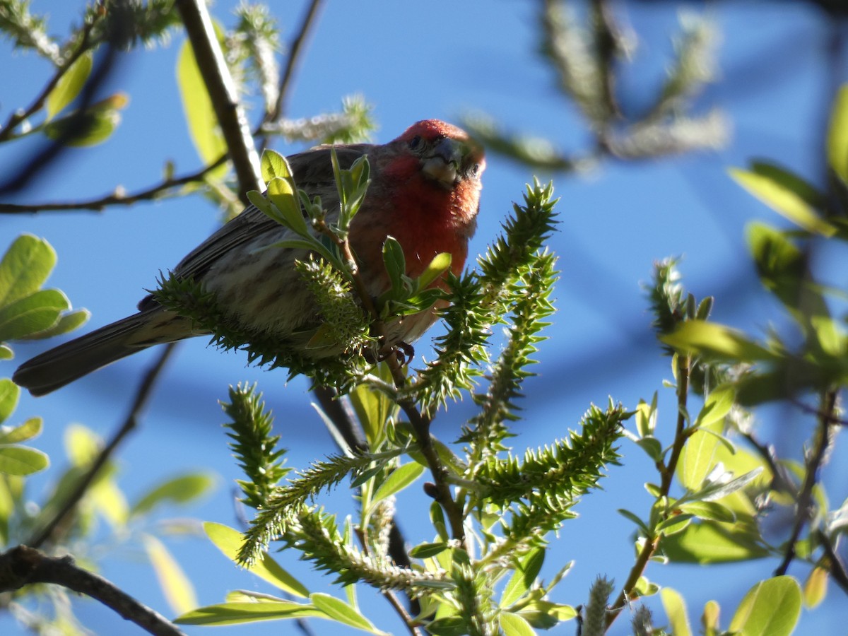 House Finch - ML616454868