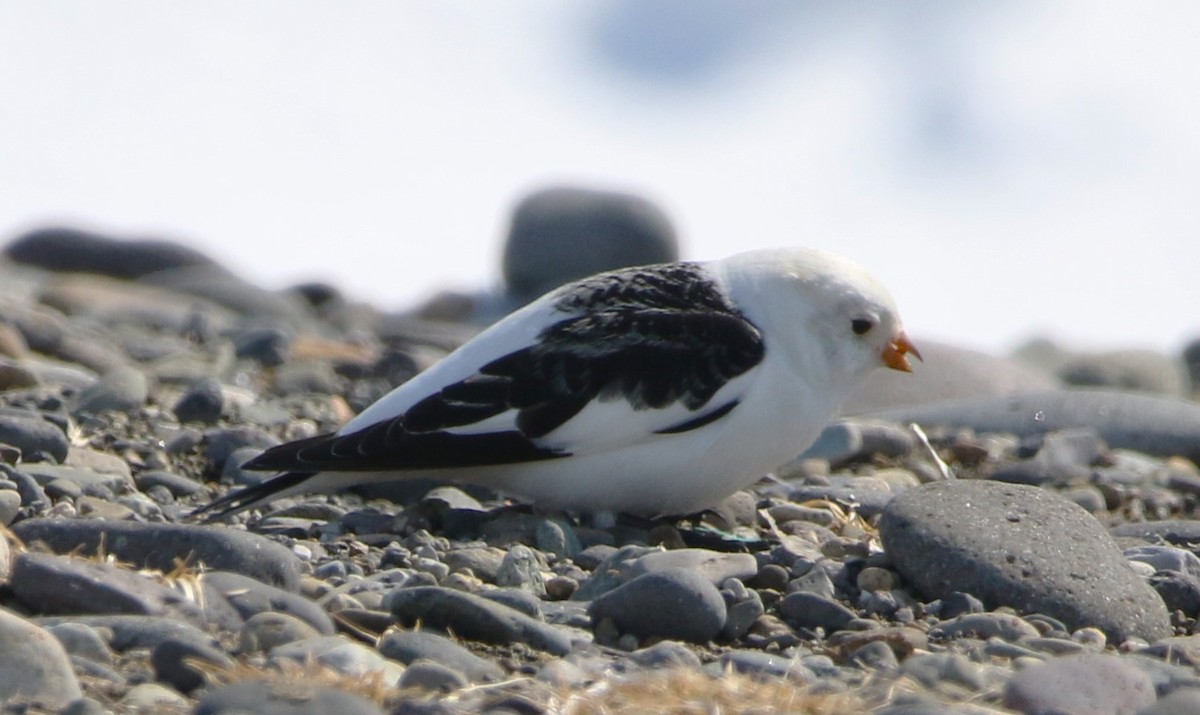 Snow Bunting - ML616454869