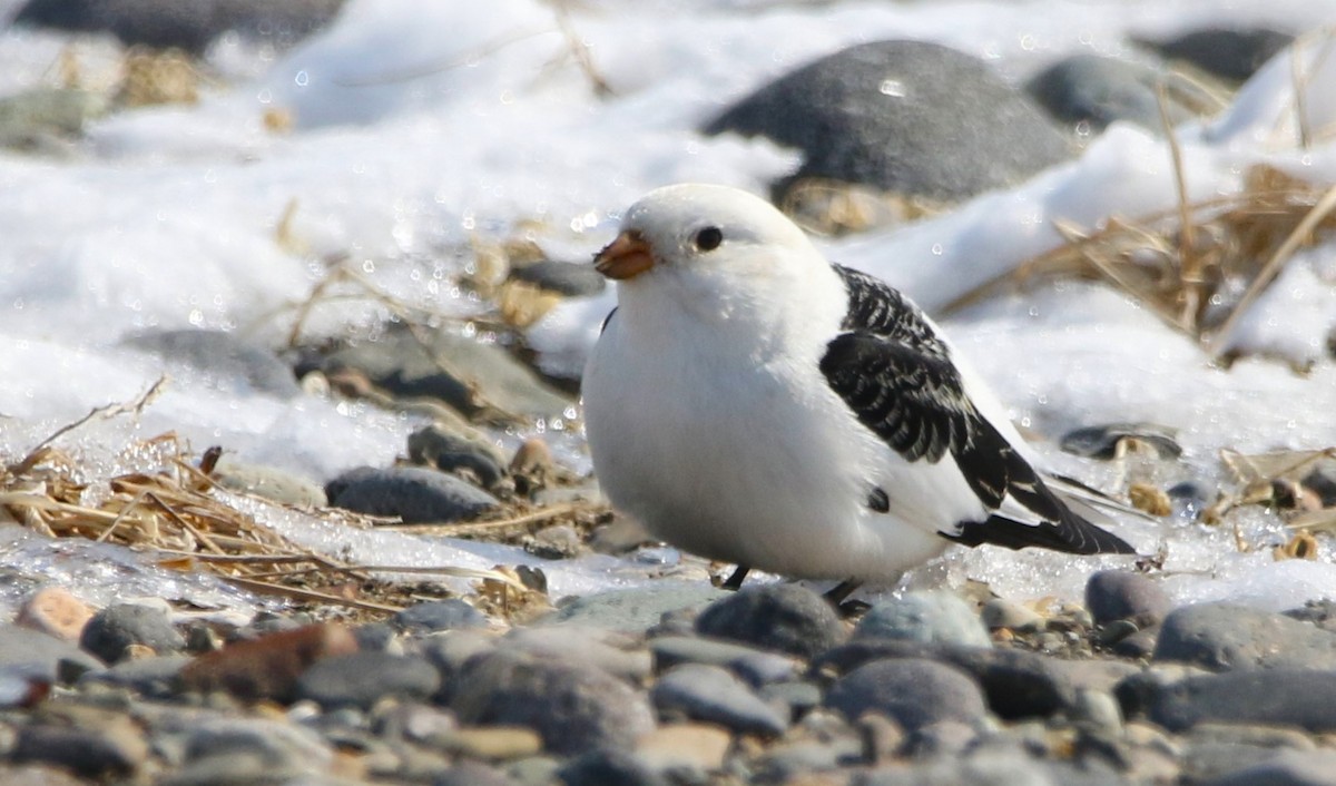 Snow Bunting - ML616454879