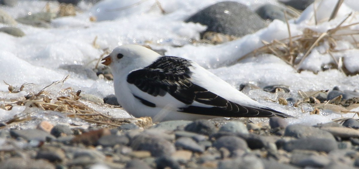 Snow Bunting - ML616454882