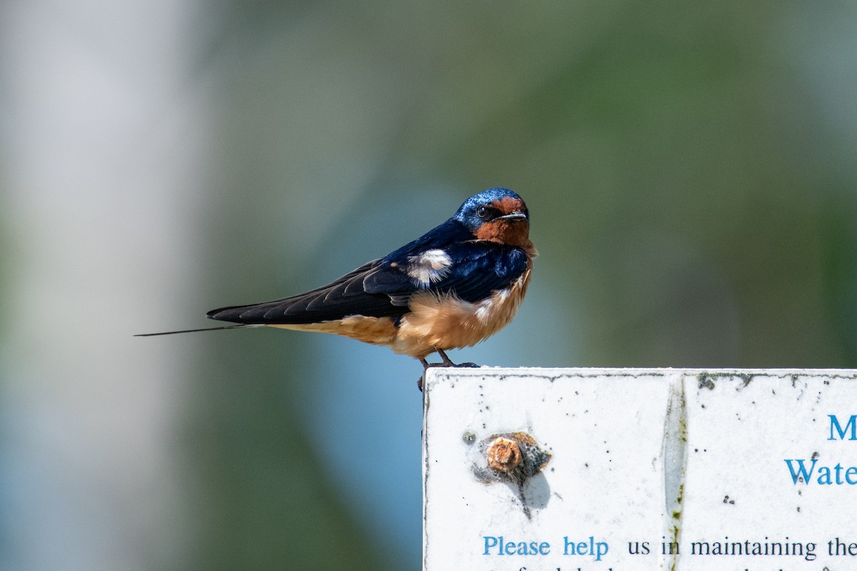 Barn Swallow - Brent Reed