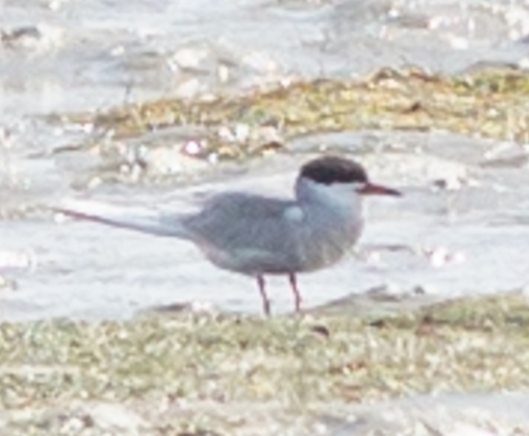 Common Tern - ML616454889