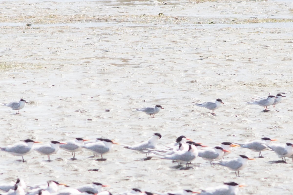 Common Tern - ML616454890