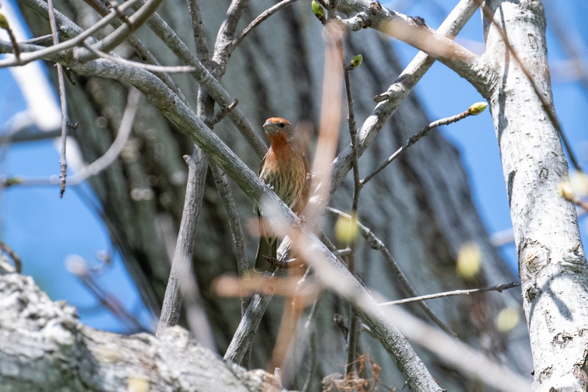 House Finch - Brent Reed