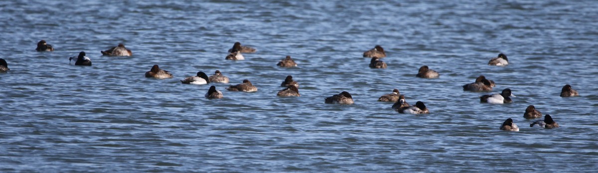 Greater Scaup - ML616454936
