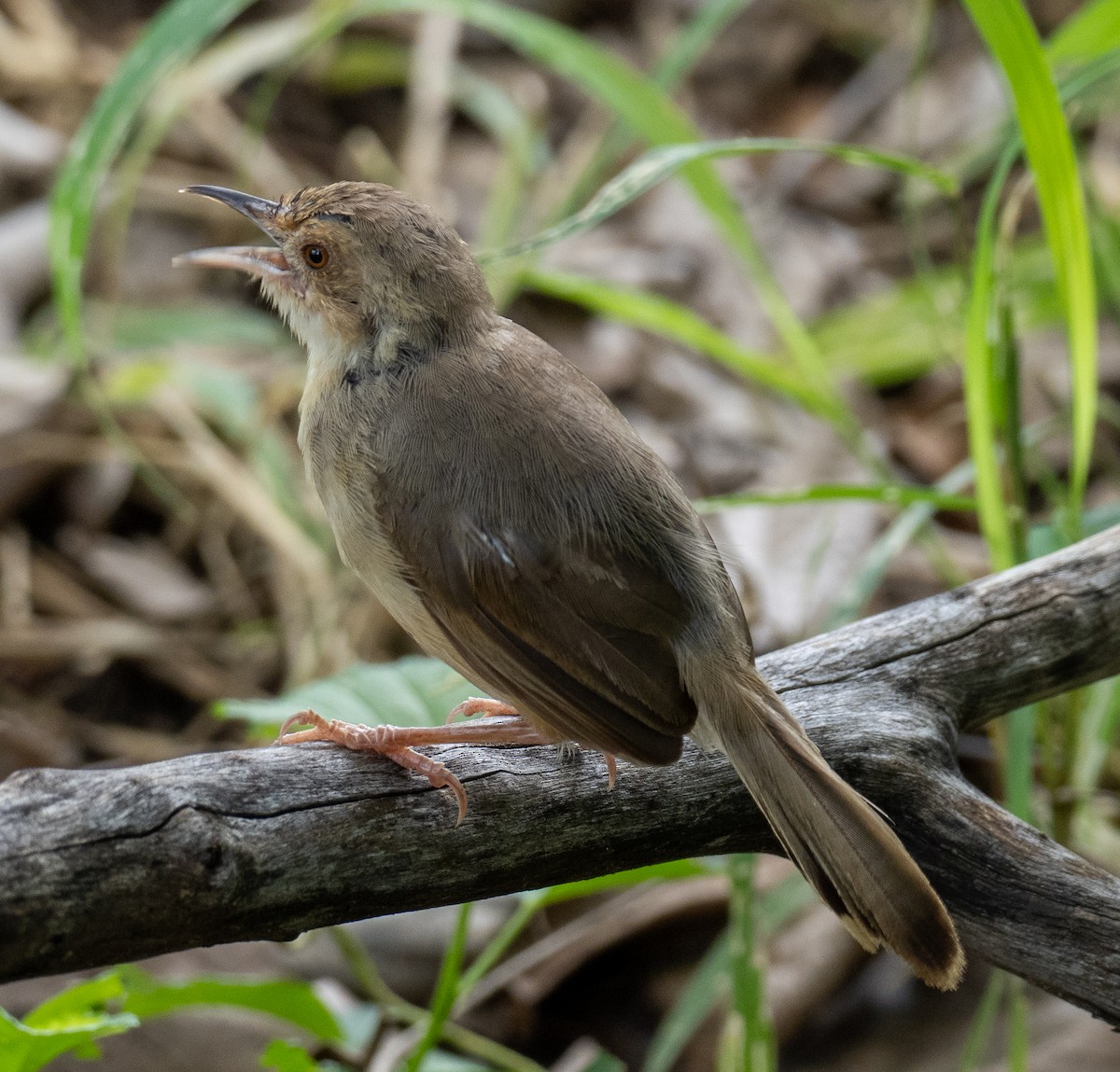 Red-faced Cisticola - ML616454997