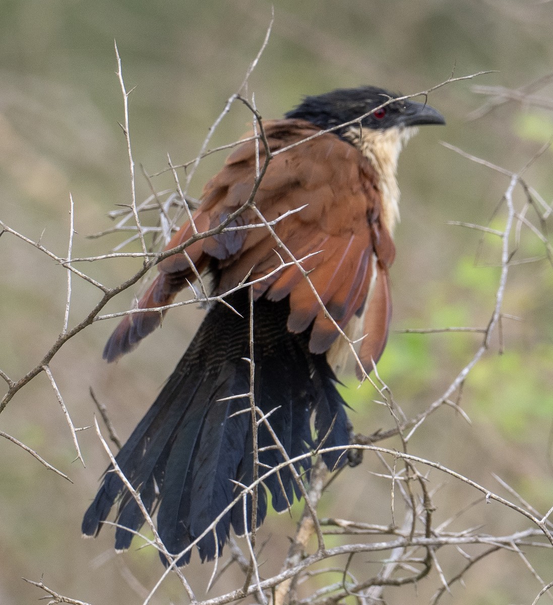 White-browed Coucal - ML616455020