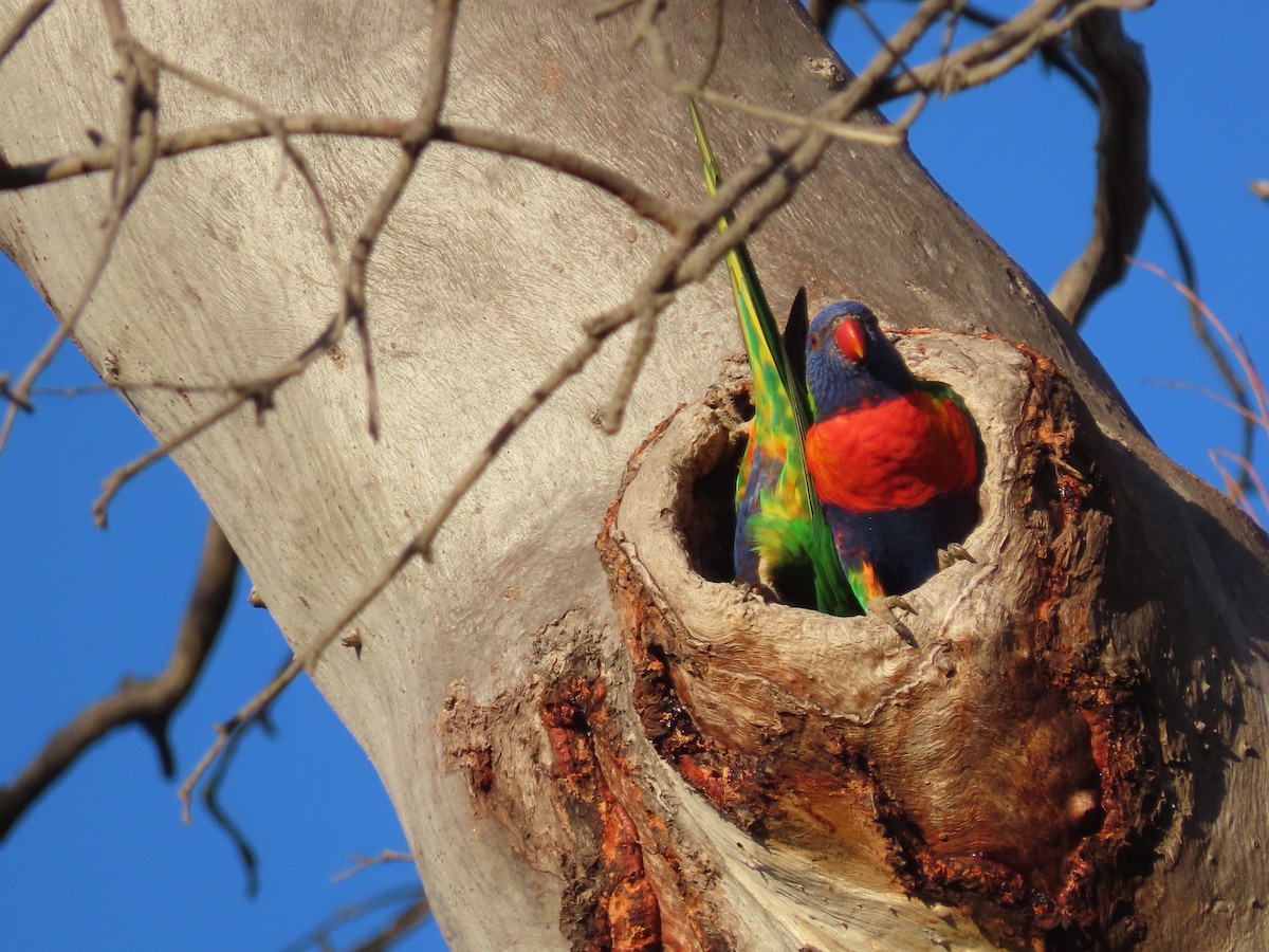 Rainbow Lorikeet - ML616455035