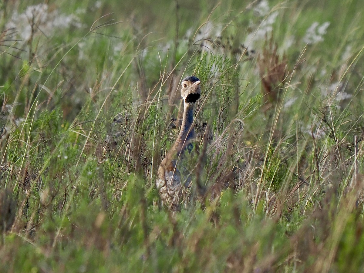 White-bellied Bustard (Barrow's) - ML616455037