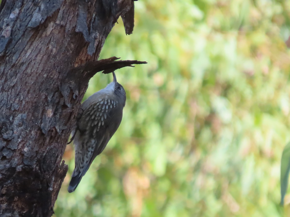 White-throated Treecreeper - ML616455044