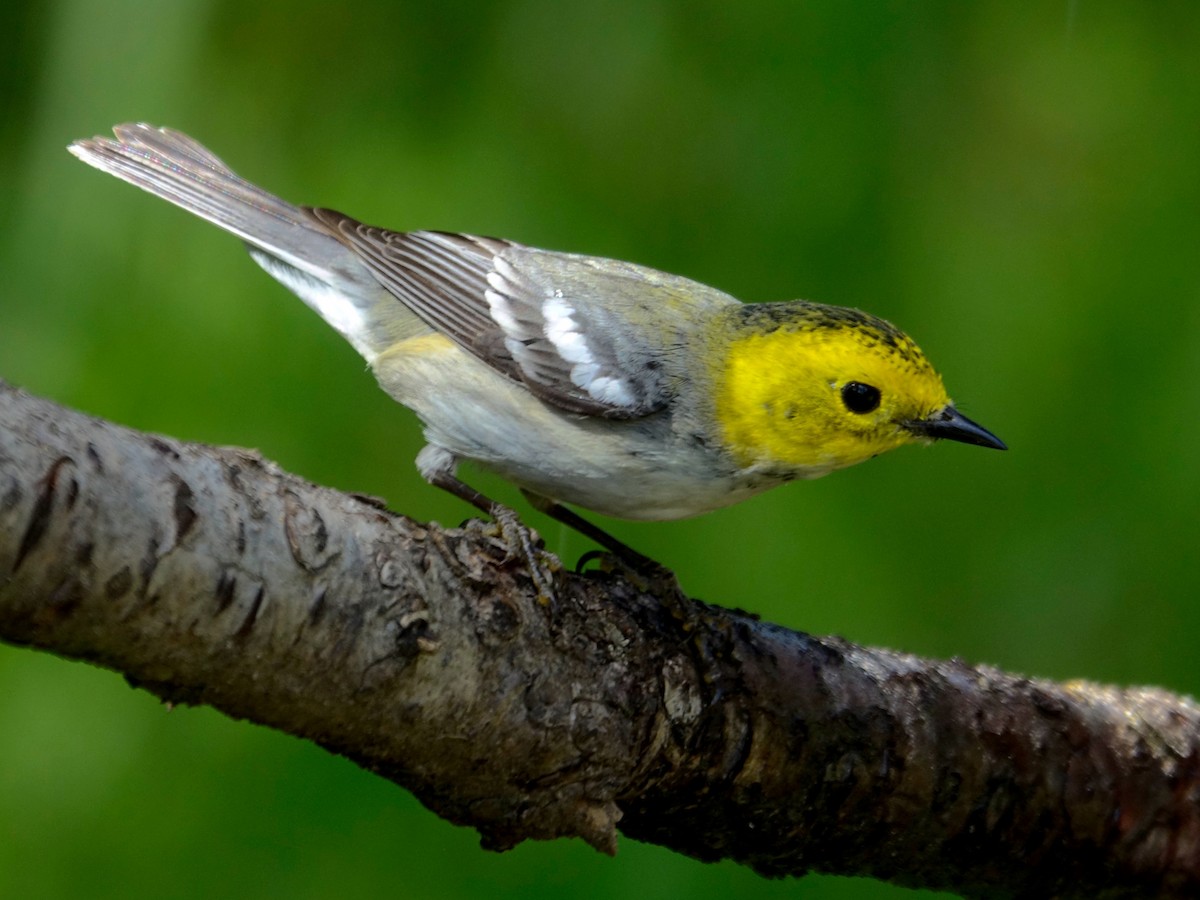 Paruline à tête jaune - ML616455055