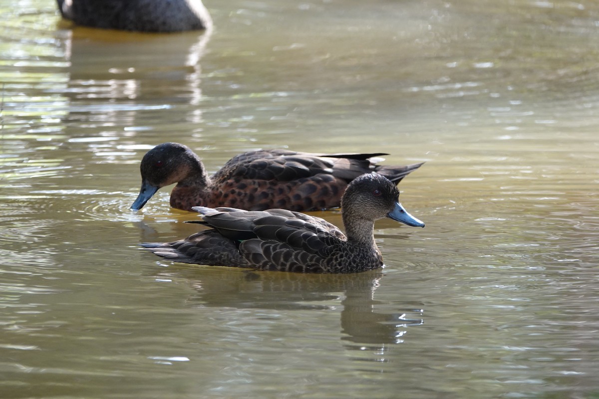 Chestnut Teal - ML616455101