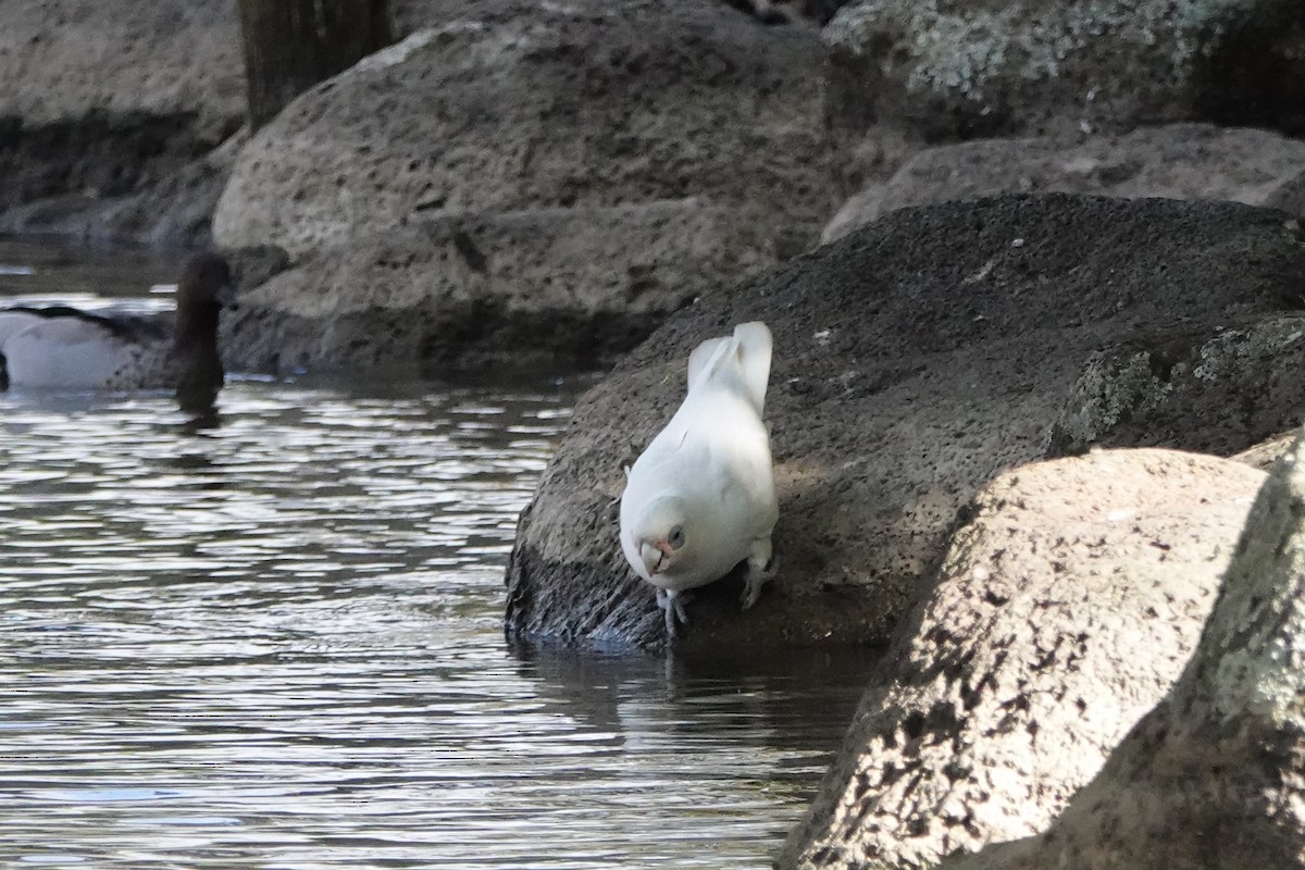 Little Corella - ML616455112