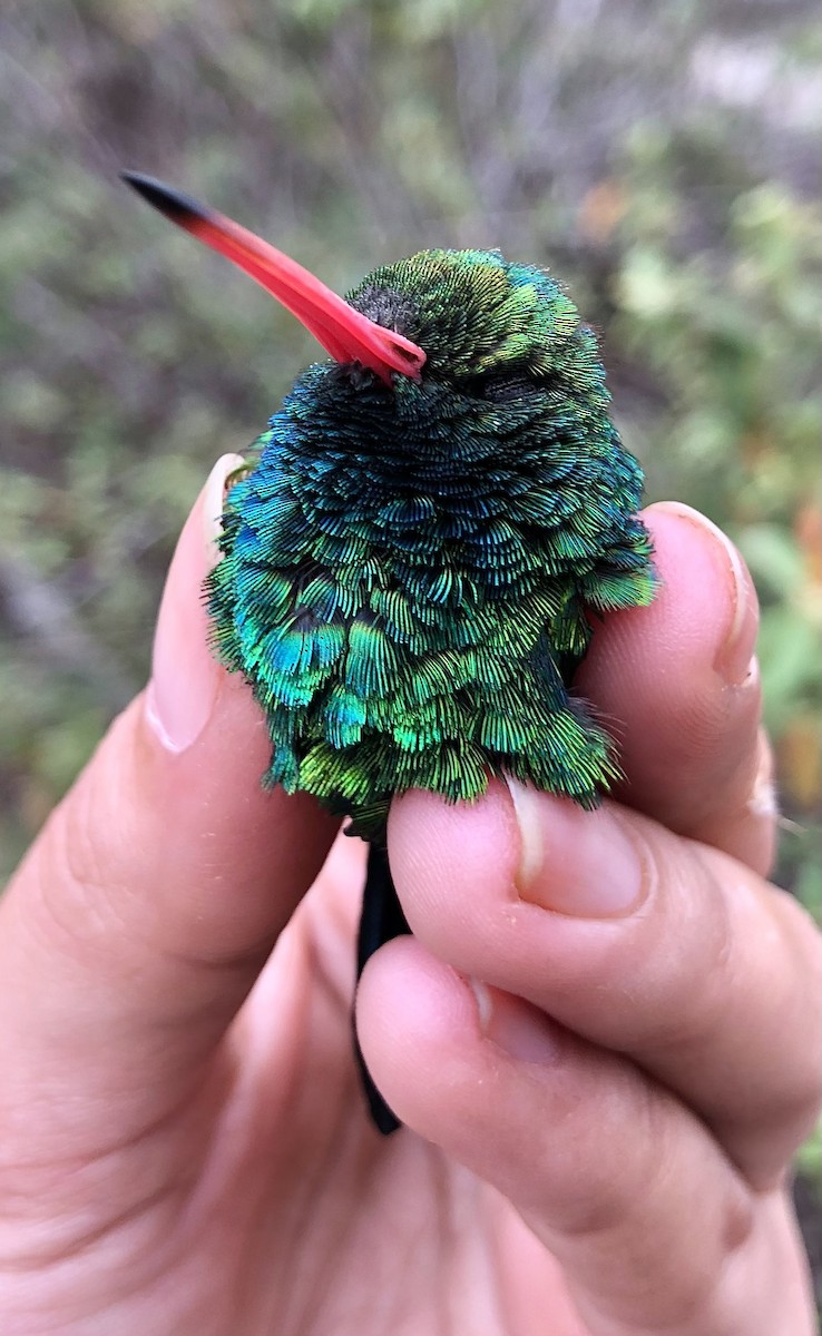 kolibřík lesklobřichý - ML616455116