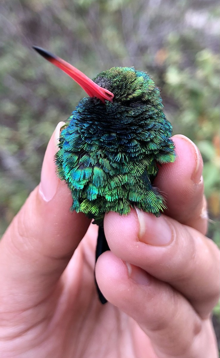 Glittering-bellied Emerald - ML616455116