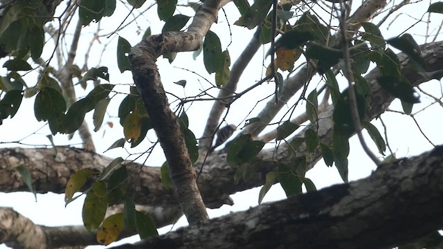 Fulvous-breasted Woodpecker - ML616455120