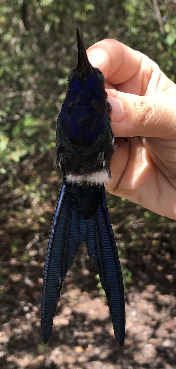 Swallow-tailed Hummingbird - ML616455130