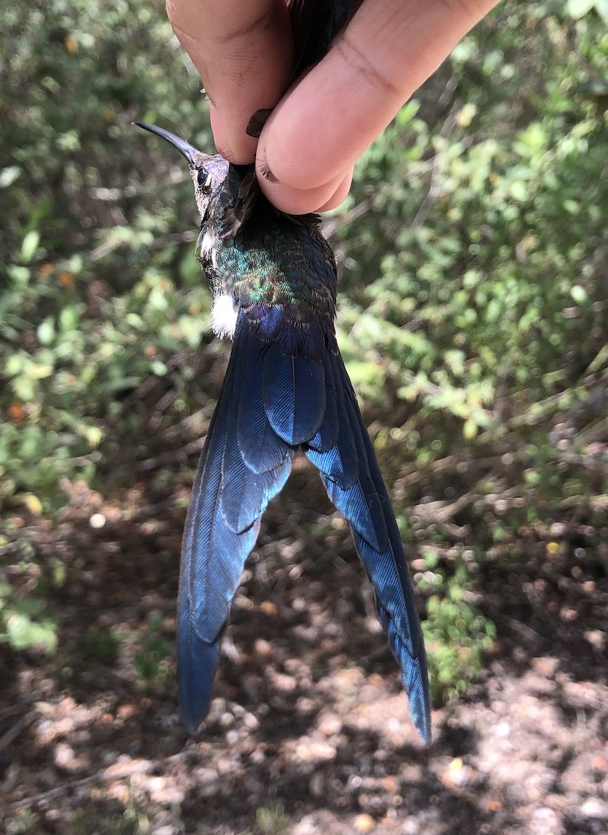 Swallow-tailed Hummingbird - ML616455131