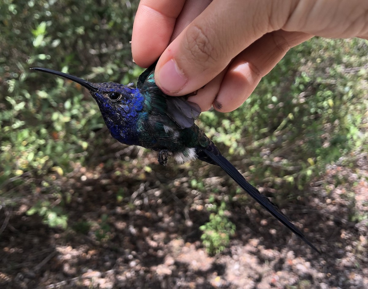 Swallow-tailed Hummingbird - ML616455132