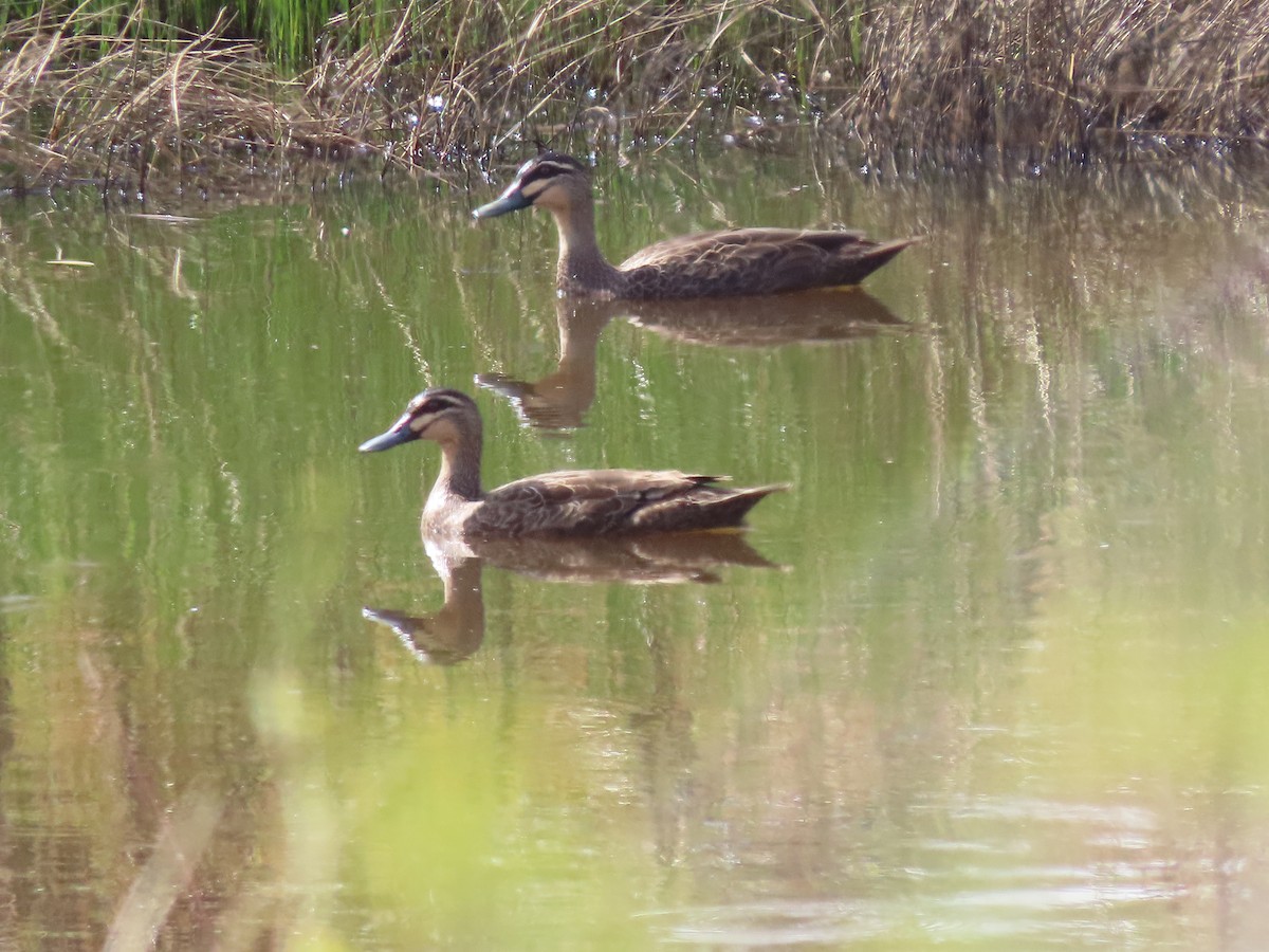 Pacific Black Duck - Sandra Henderson