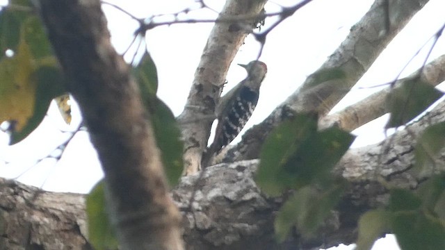 Fulvous-breasted Woodpecker - ML616455162