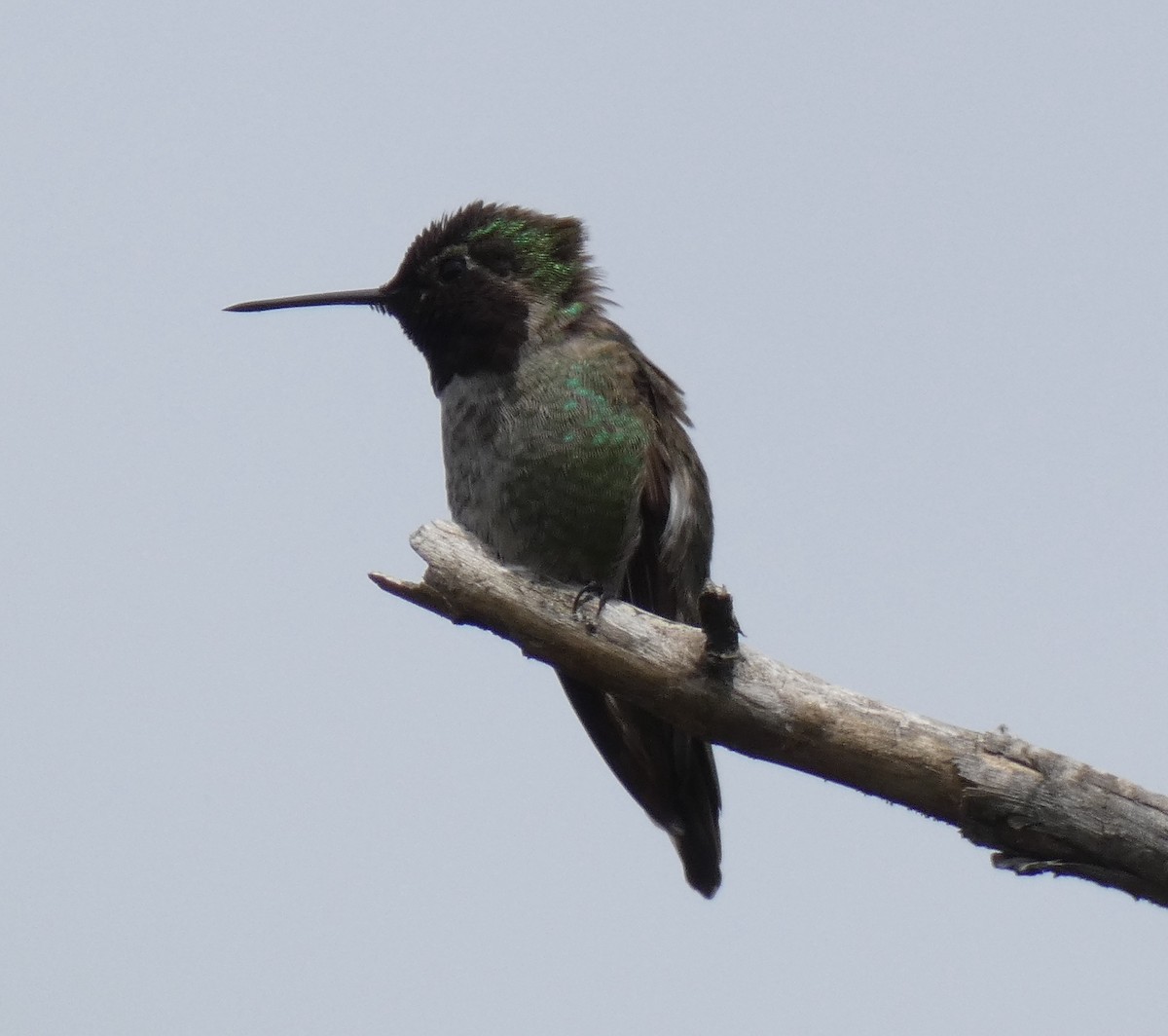 Anna's Hummingbird - ML616455184