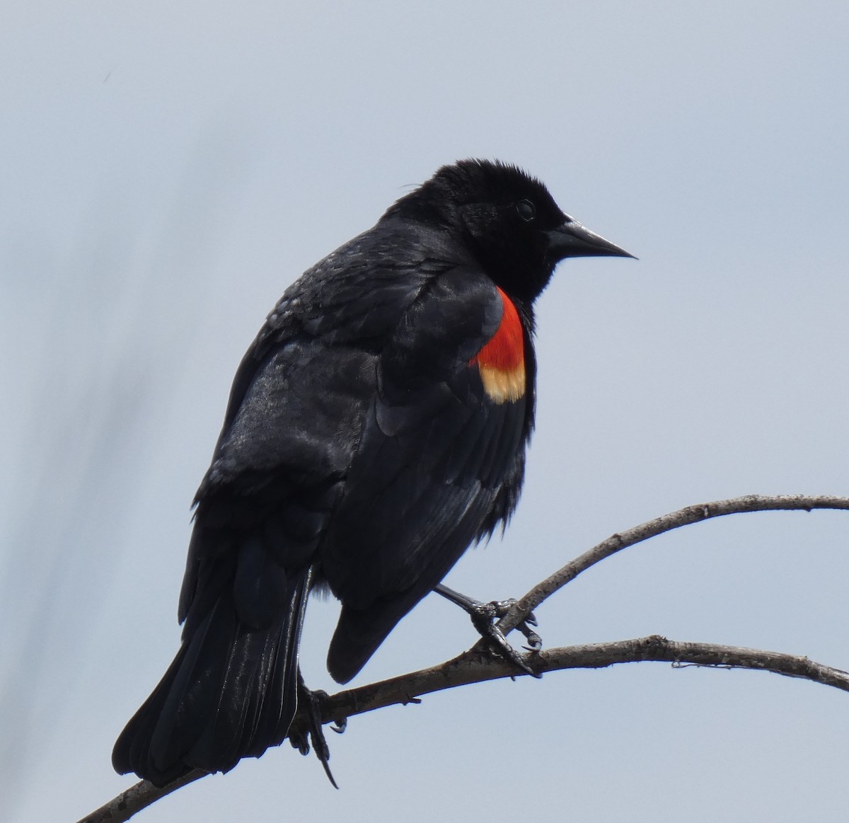 Red-winged Blackbird - ML616455186