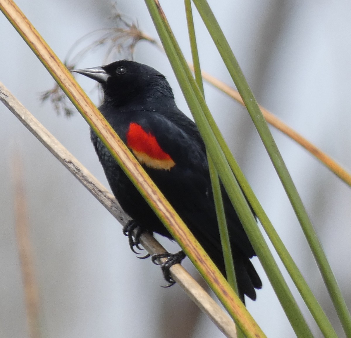 Red-winged Blackbird - ML616455296