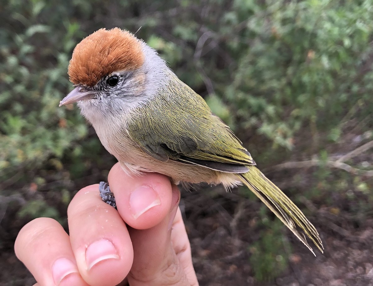 Gray-eyed Greenlet - LucianoNicolas Naka