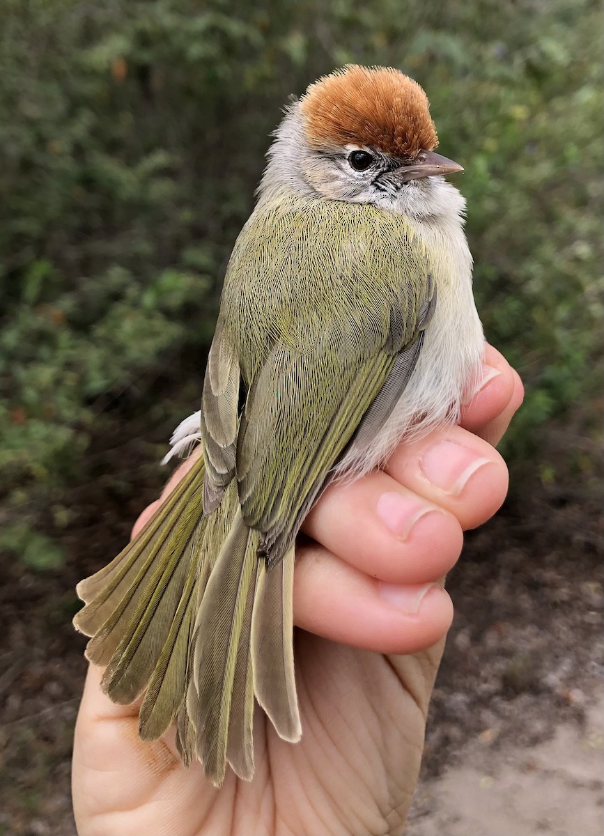 Gray-eyed Greenlet - LucianoNicolas Naka