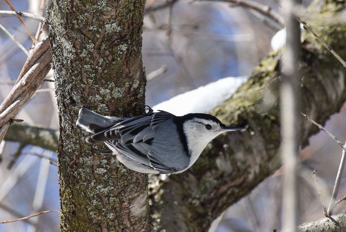 White-breasted Nuthatch - ML616455323