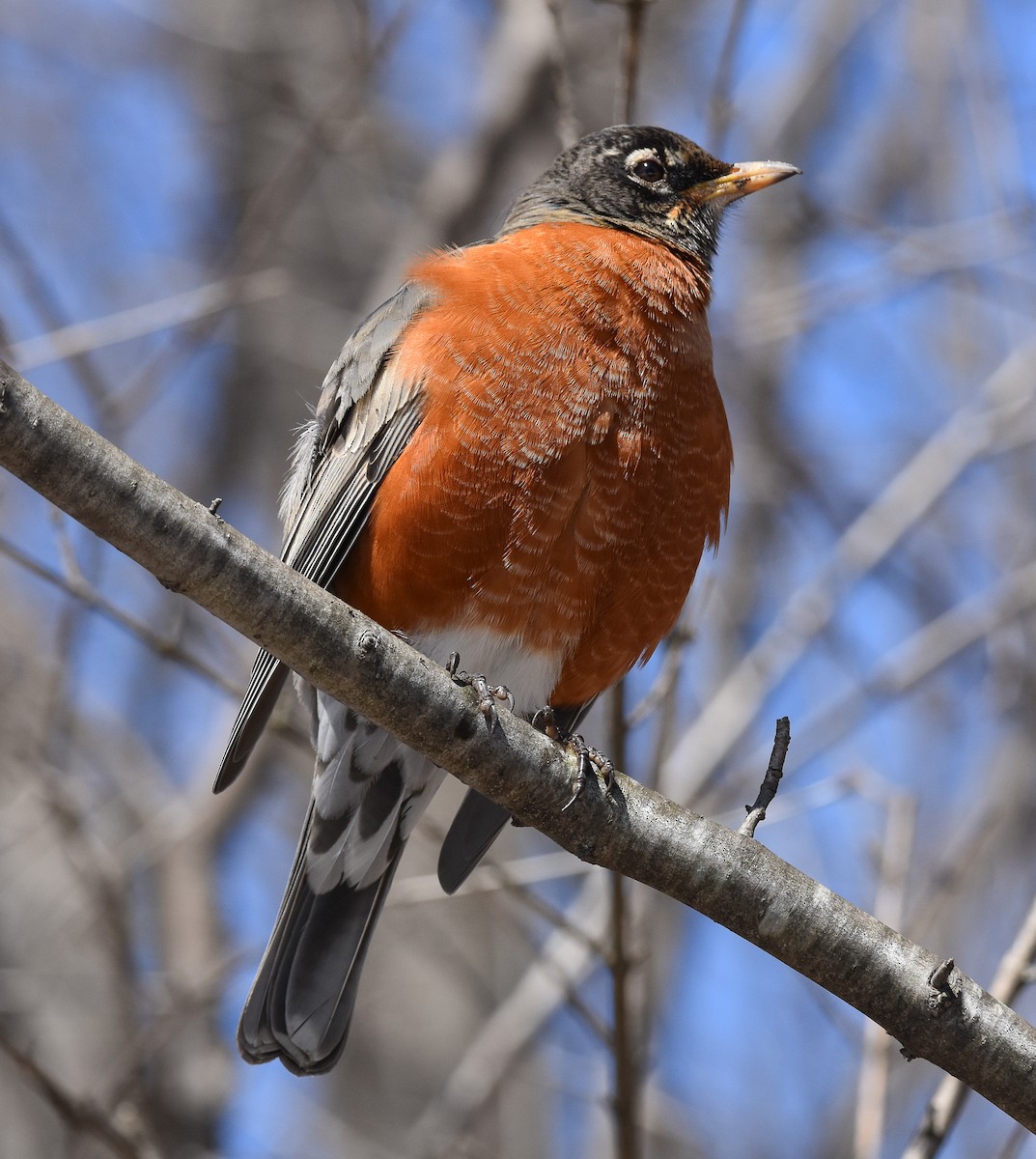 American Robin - ML616455332