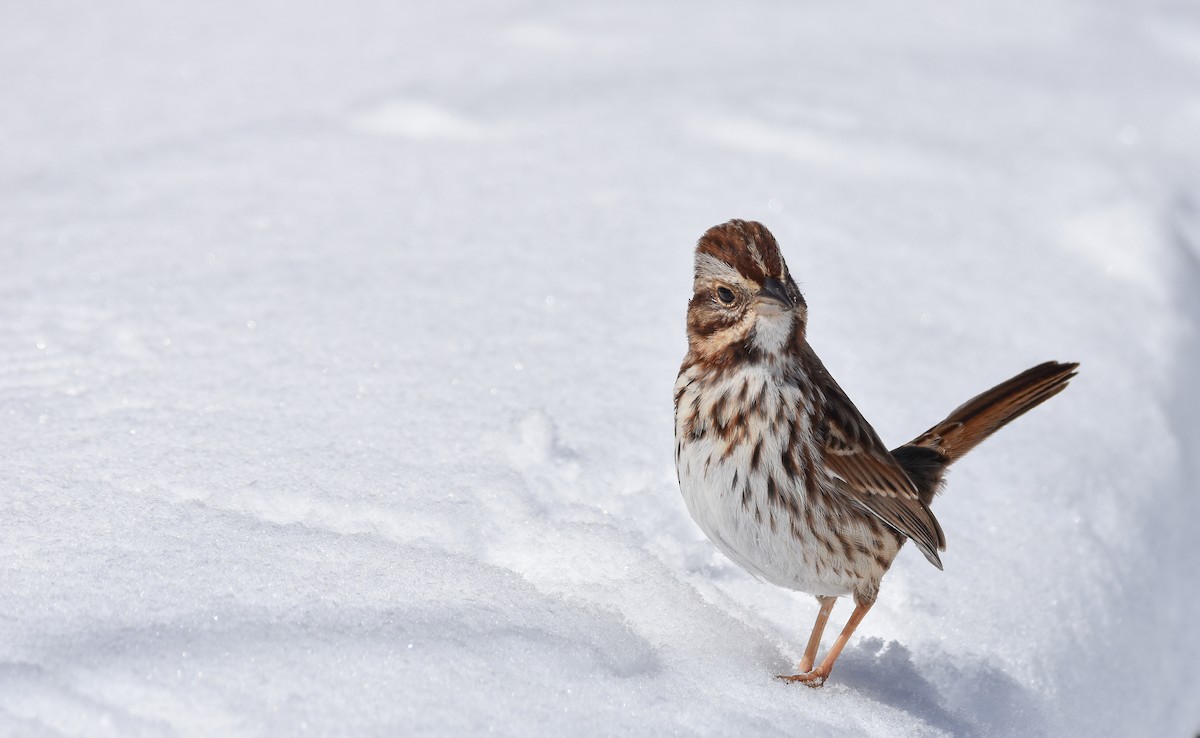 Song Sparrow - ML616455335