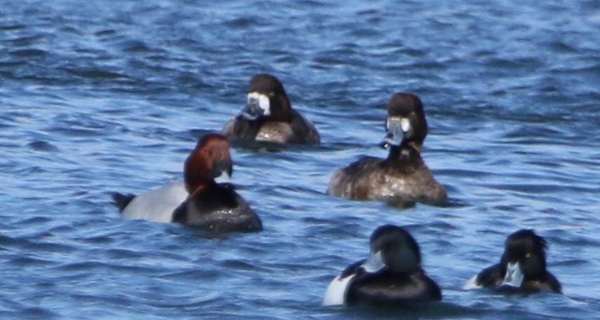 Greater Scaup - ML616455355