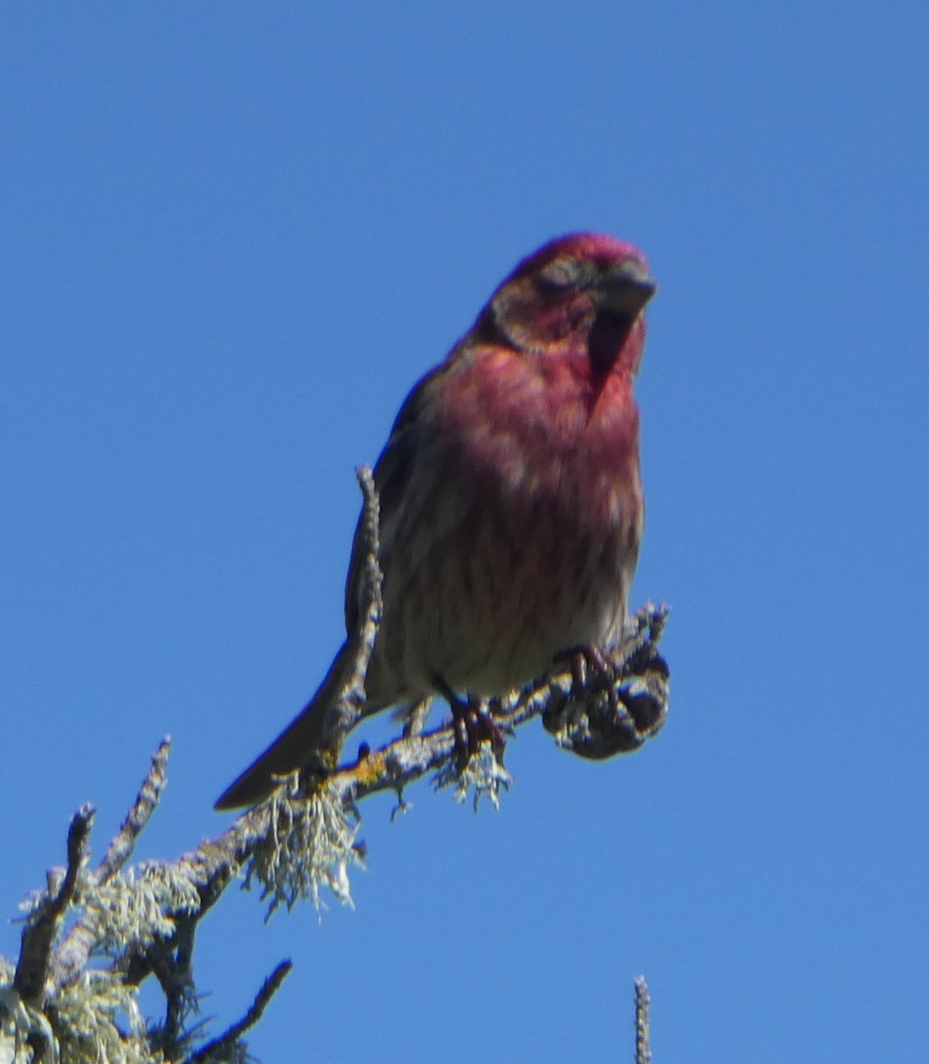 House Finch - ML616455362