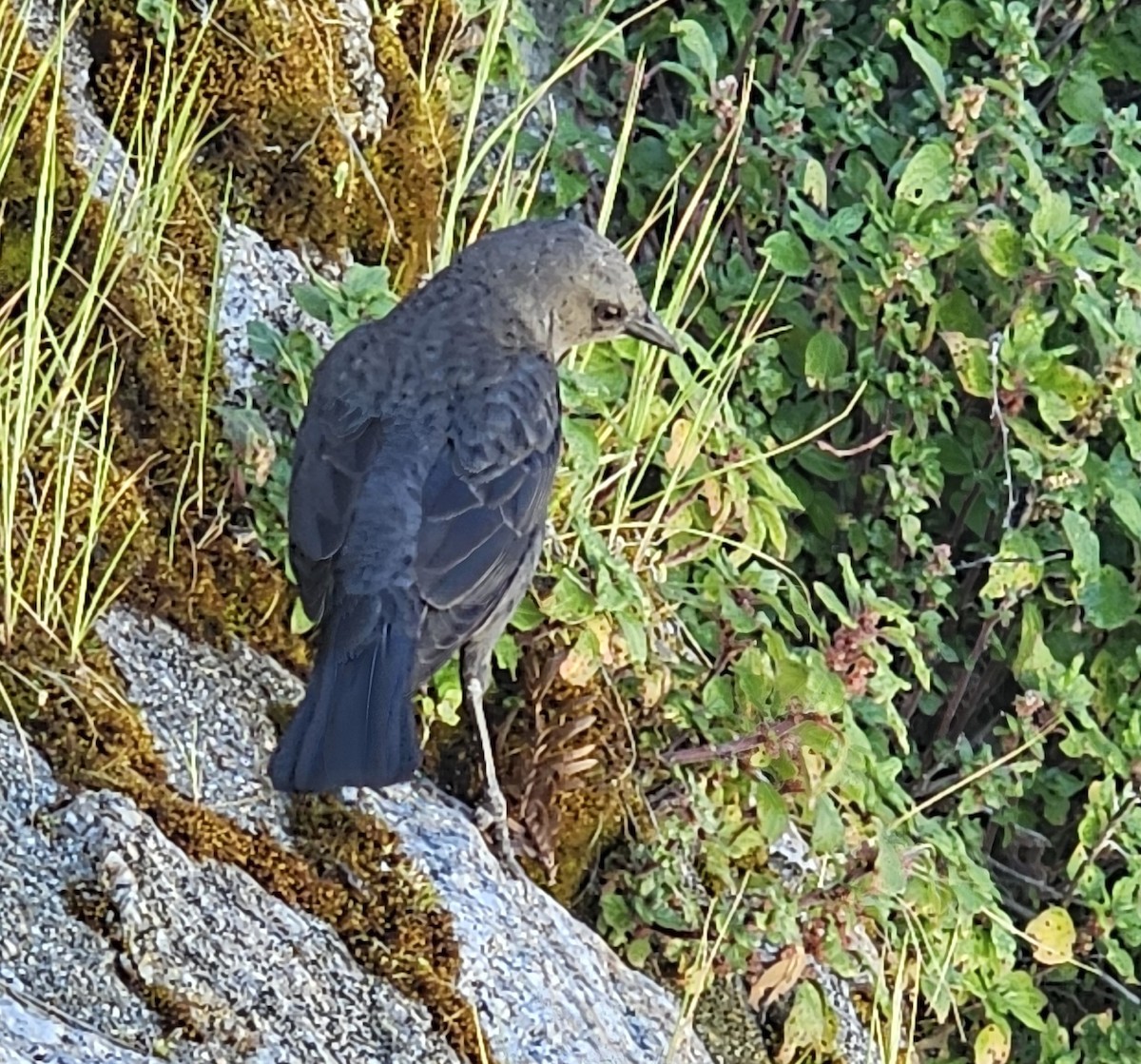 Brewer's Blackbird - ML616455364