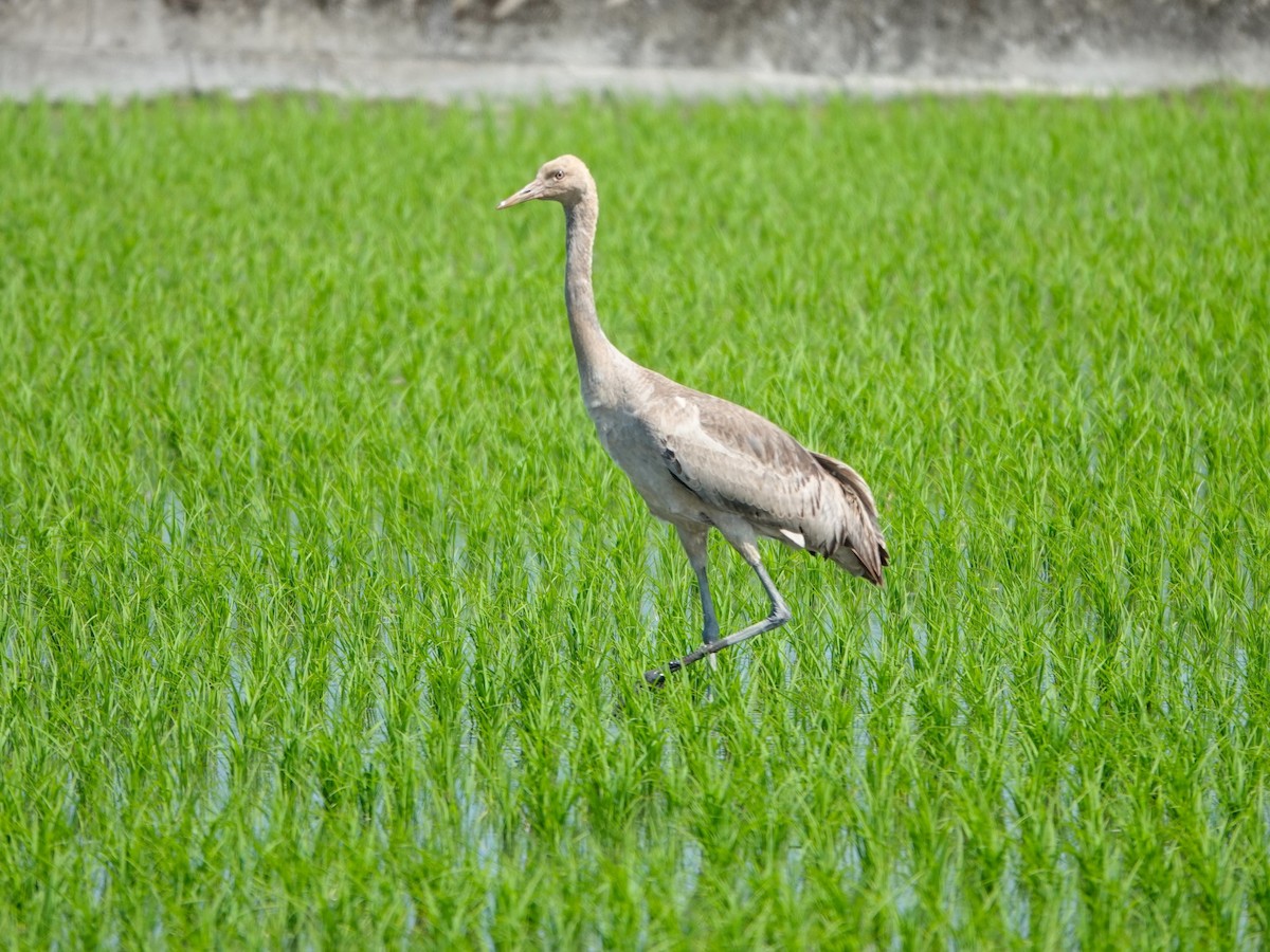 Common Crane - ML616455375