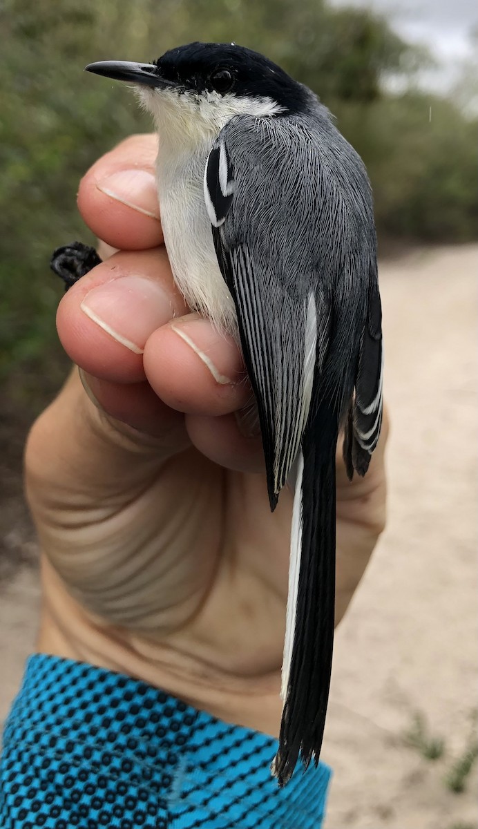 Tropical Gnatcatcher (atricapilla) - ML616455406