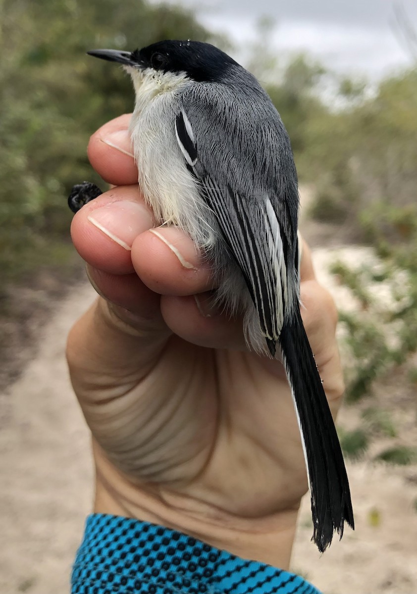 Tropical Gnatcatcher (atricapilla) - ML616455407