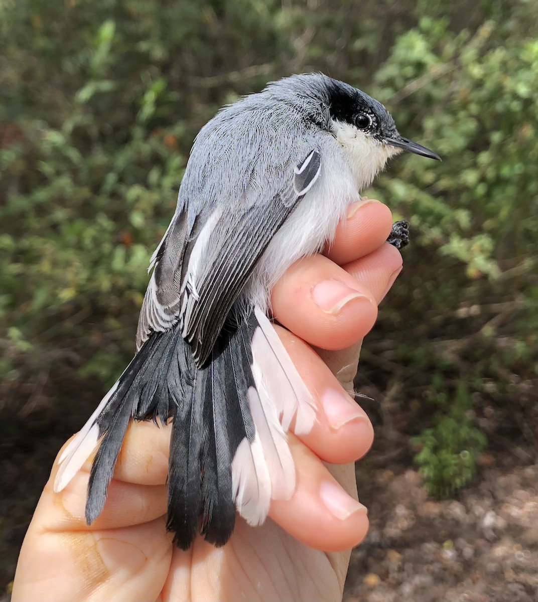 Tropical Gnatcatcher (atricapilla) - ML616455408