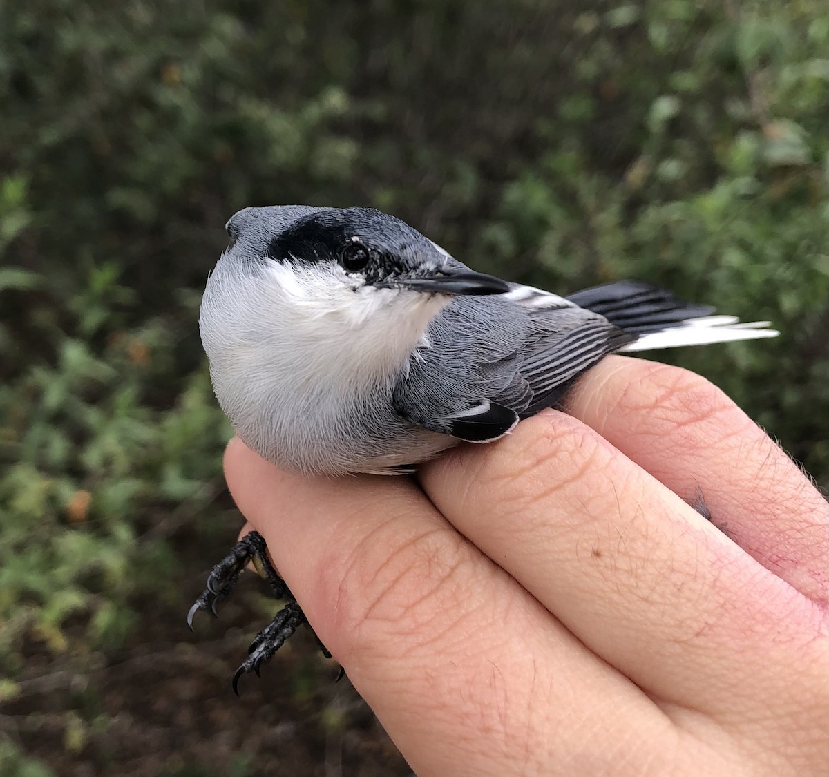 Tropical Gnatcatcher (atricapilla) - ML616455410