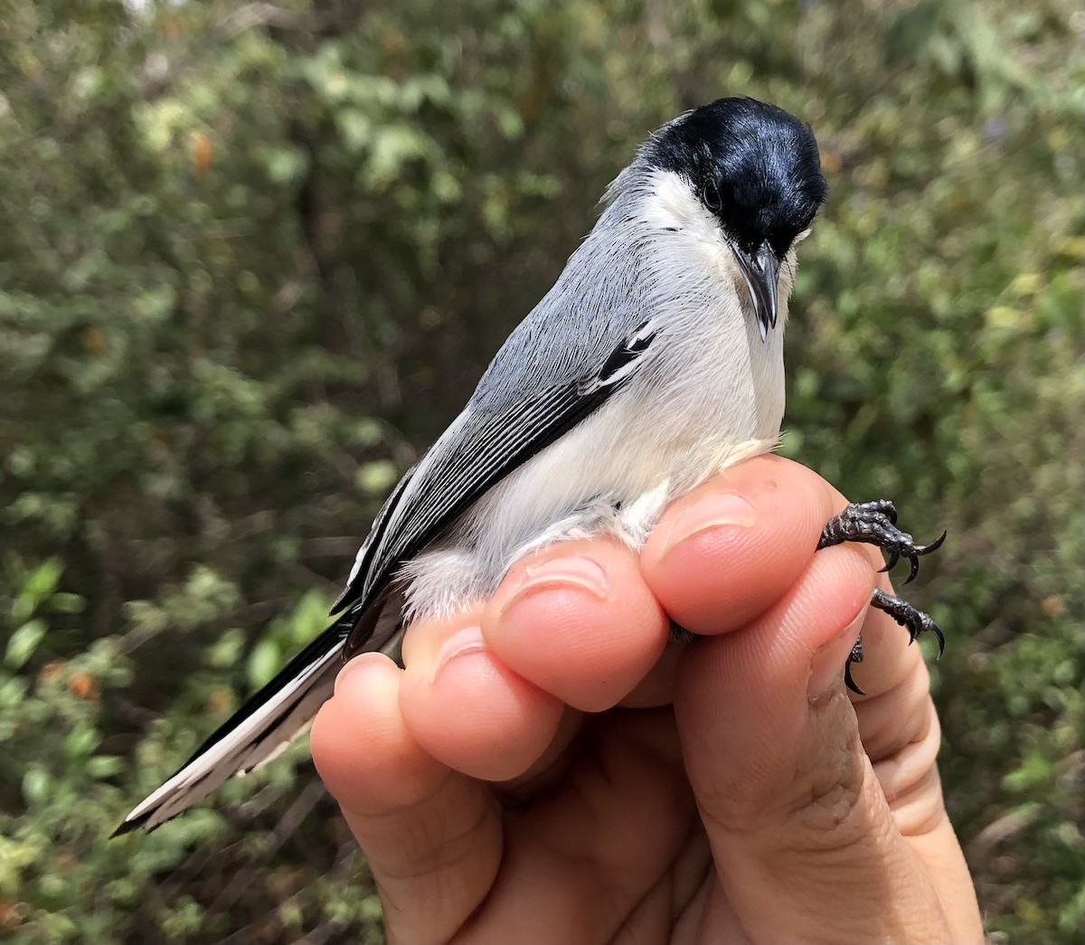 Tropical Gnatcatcher (atricapilla) - ML616455412