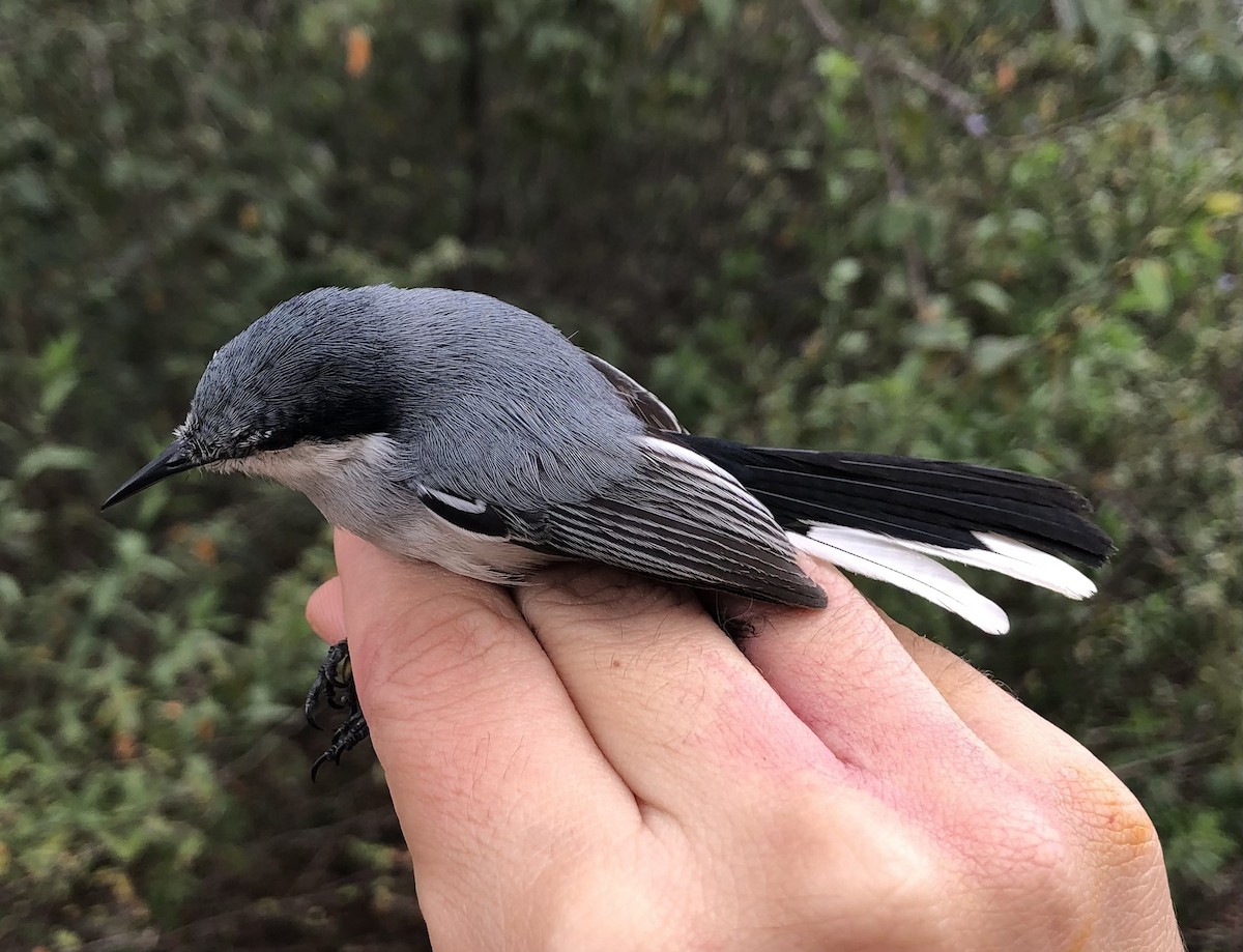 Tropical Gnatcatcher (atricapilla) - ML616455413