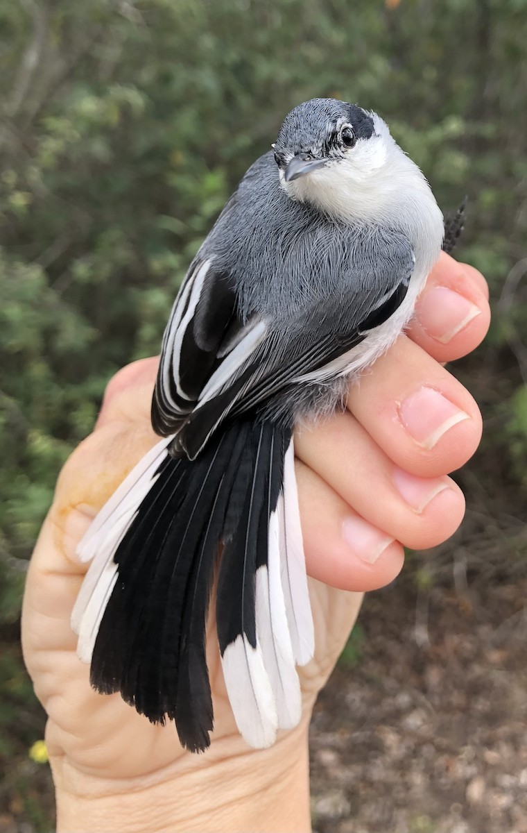 Tropical Gnatcatcher (atricapilla) - ML616455414