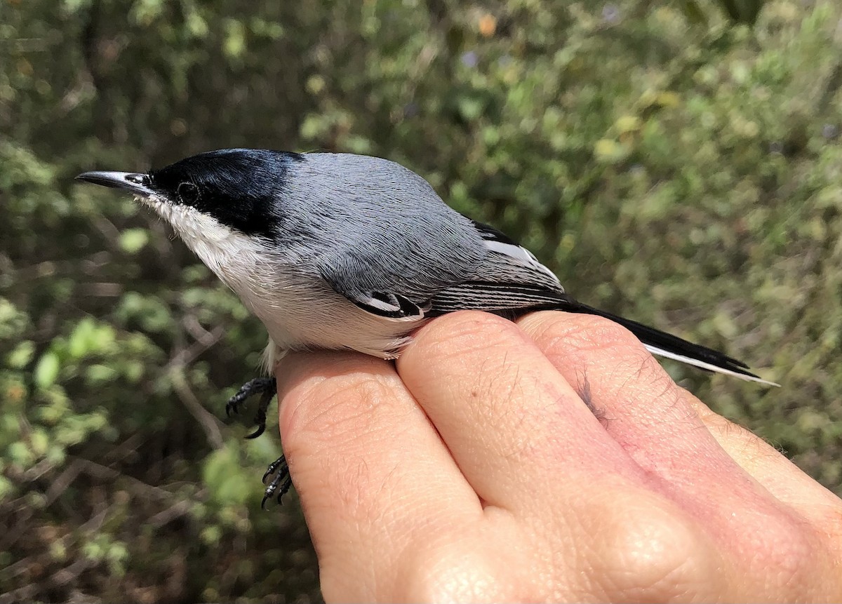 Tropical Gnatcatcher (atricapilla) - ML616455415