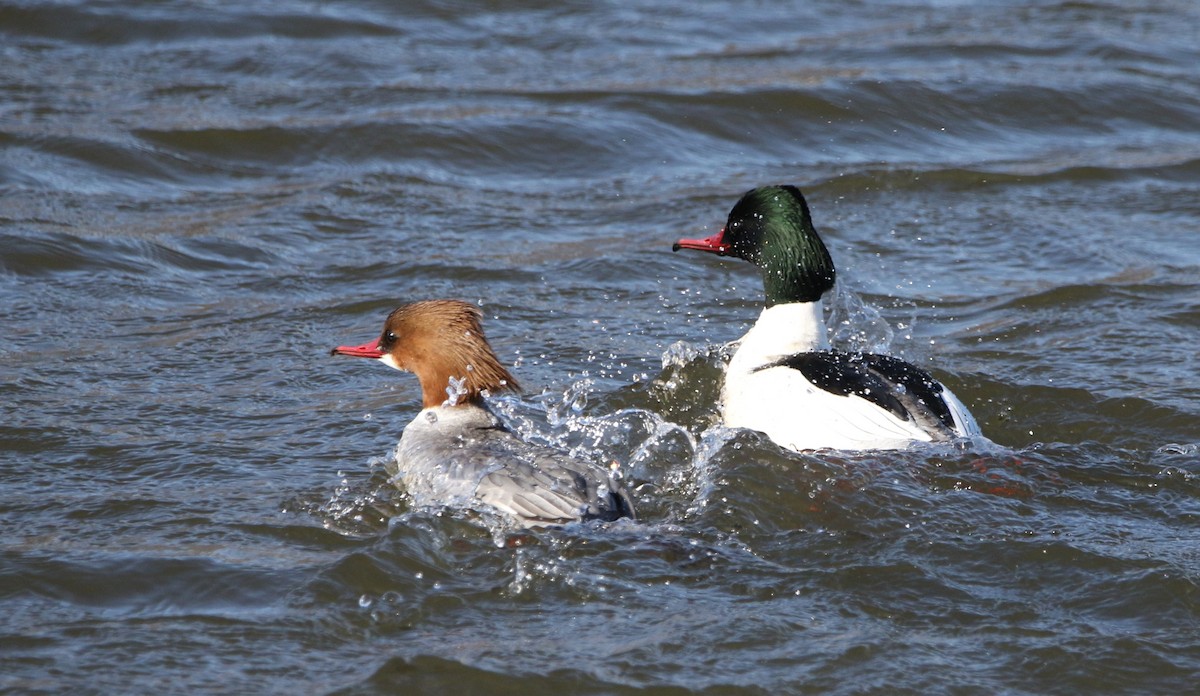 川秋沙(merganser/orientalis) - ML616455429