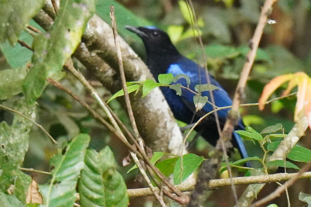 Malabar Whistling-Thrush - ML616455516