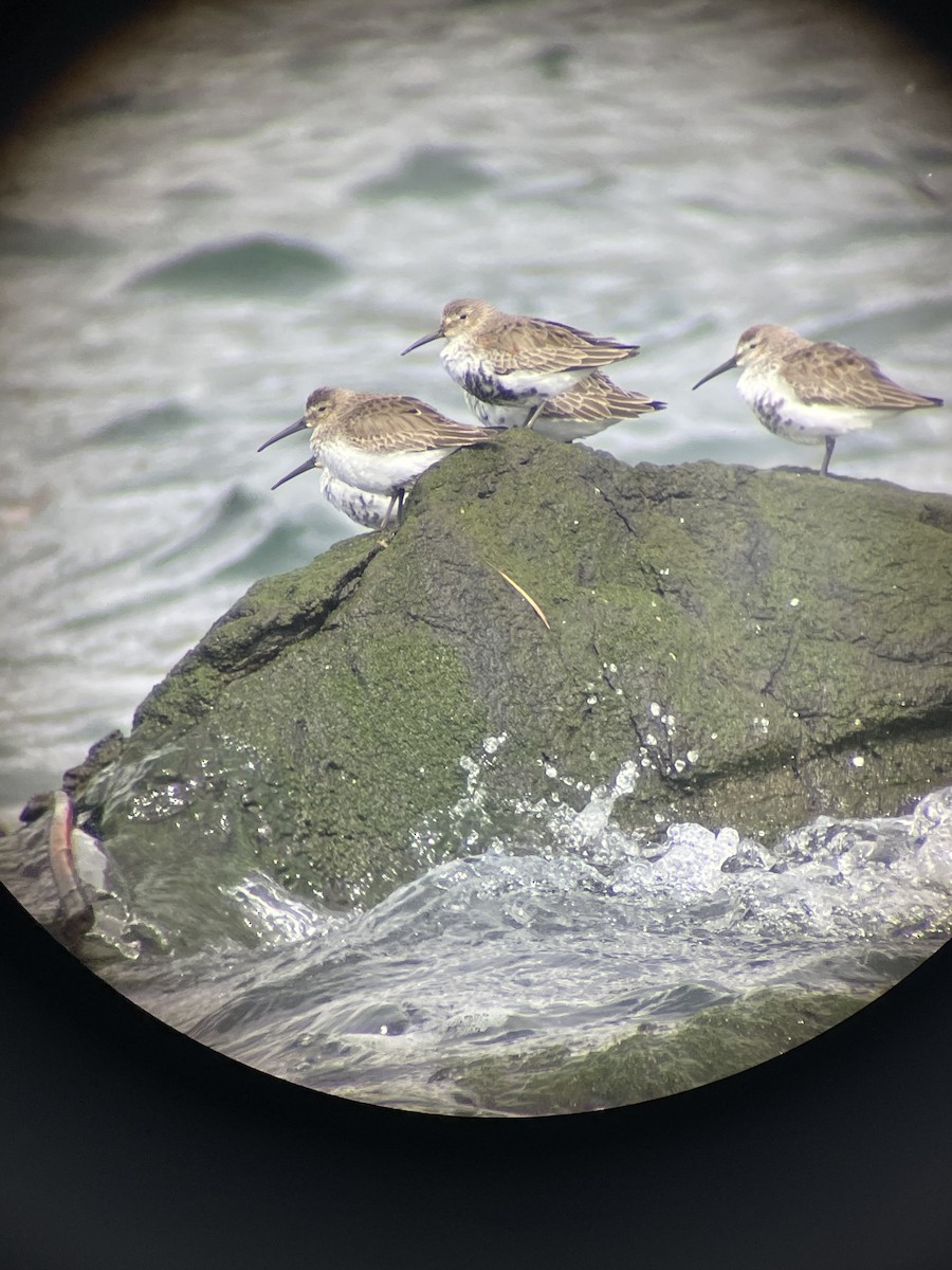 Dunlin - ML616455541