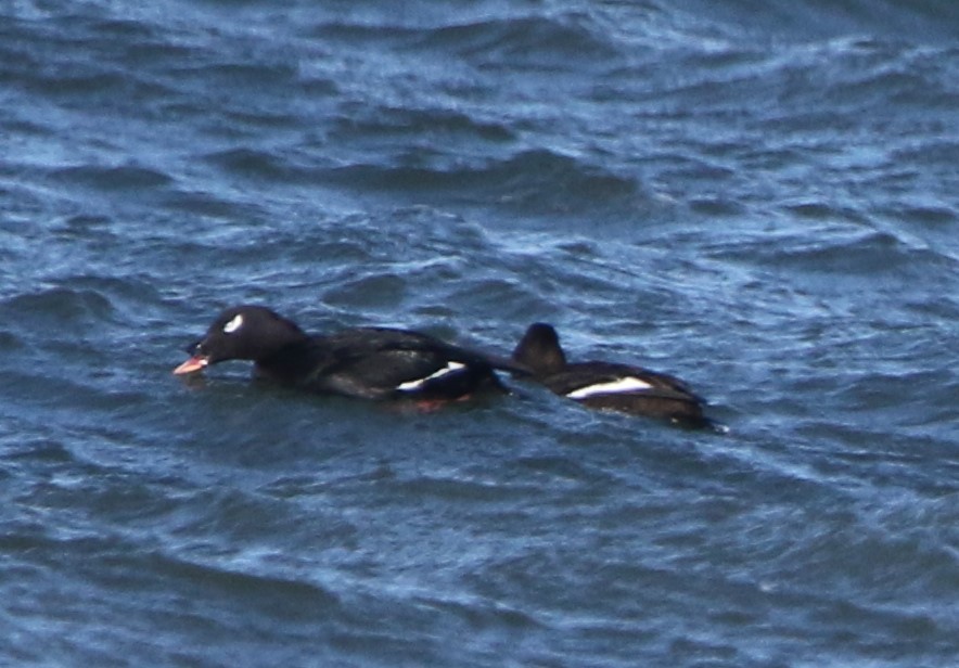 Stejneger's Scoter - Daniel Lebbin