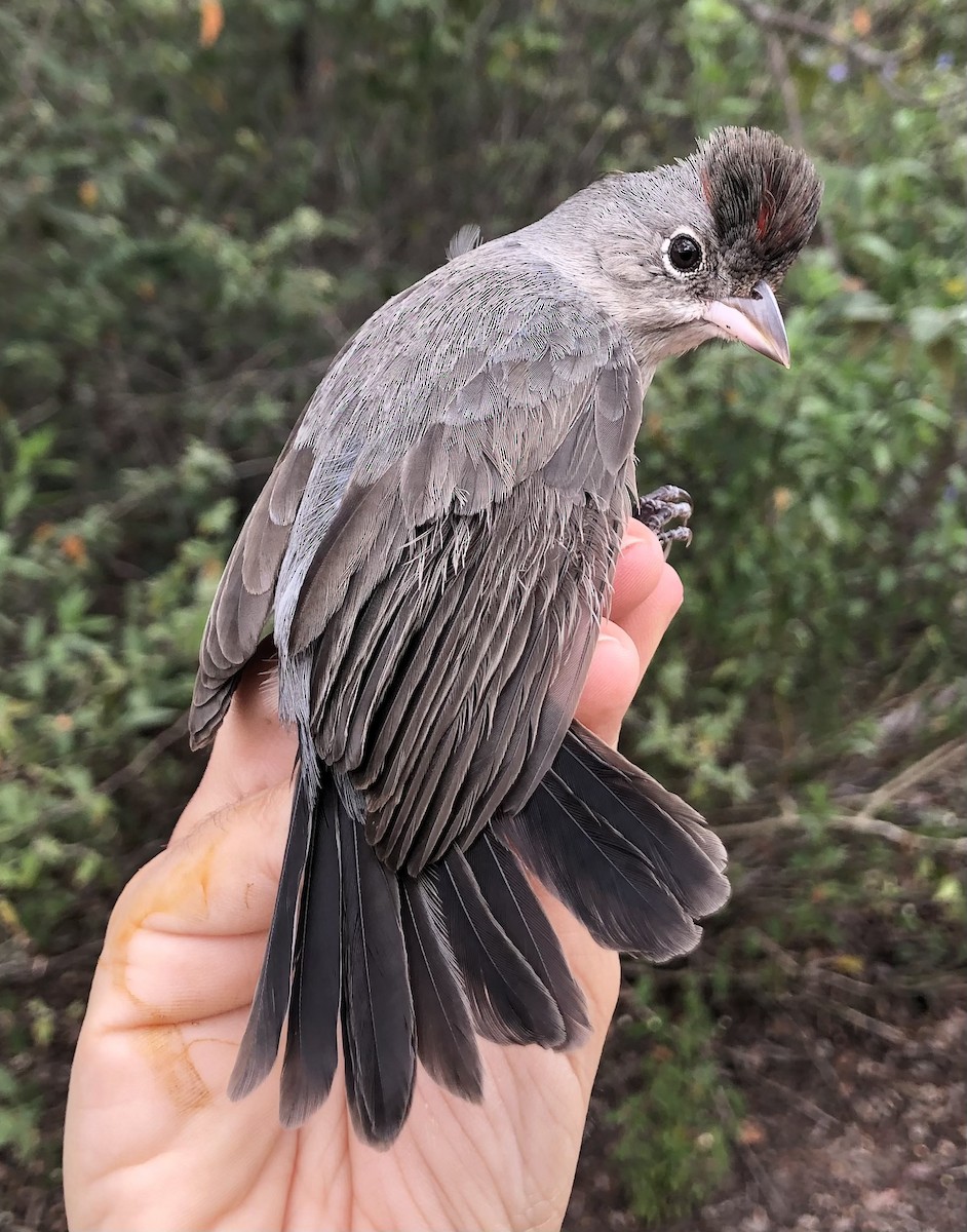 Pileated Finch - LucianoNicolas Naka